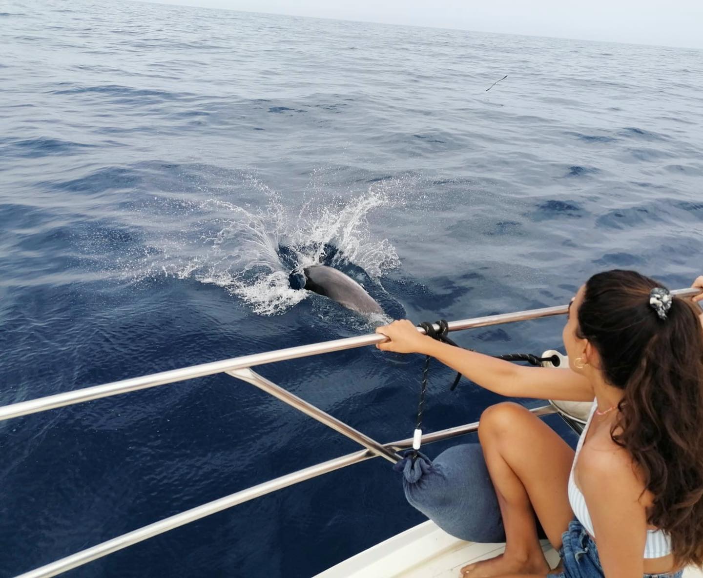 Avistamiento de delfines