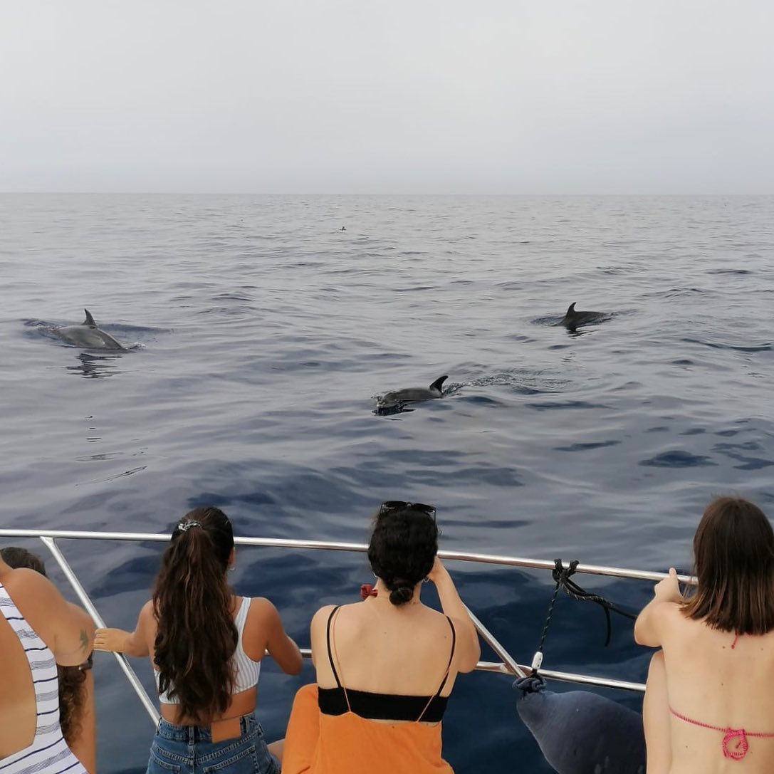 Avistamiento de delfines