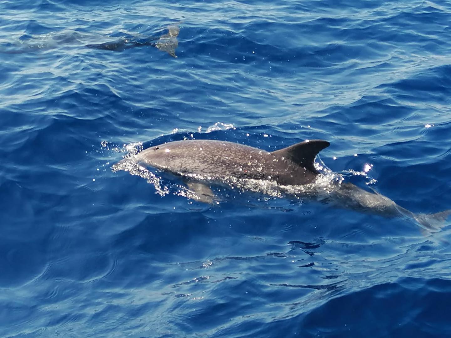 Avistamiento de delfines