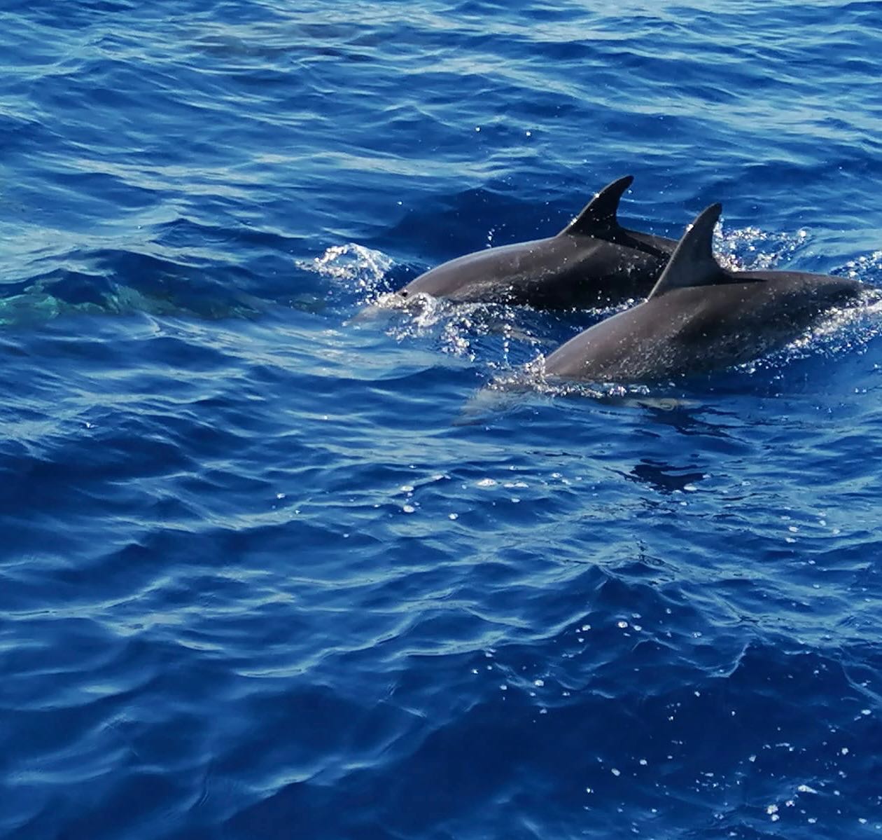 Avistamiento de delfines