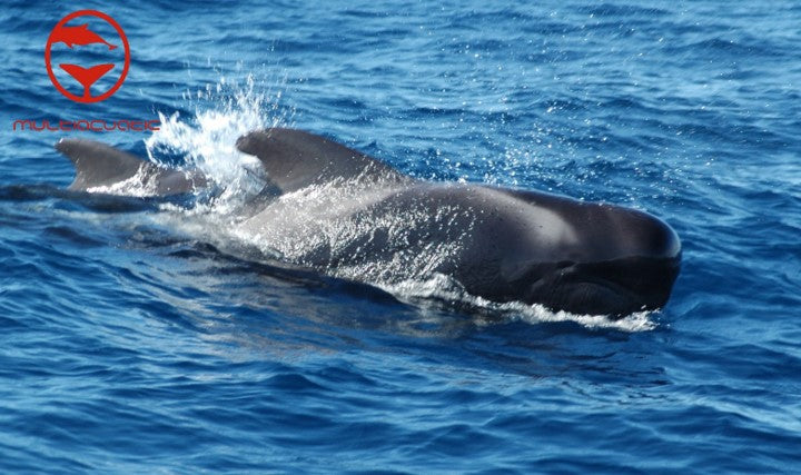 Avistamiento de delfines